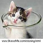 CC, the first cloned kitten