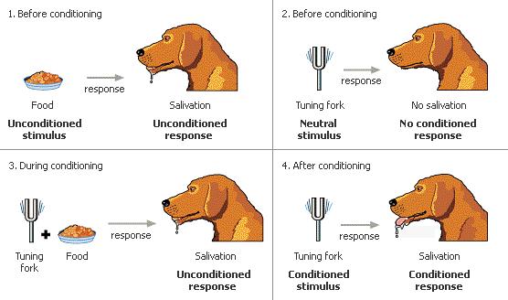 Classical conditioning (JPG)