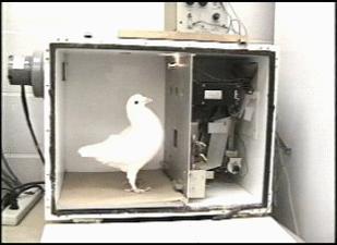 Pigeon in a Skinner box (JPG)
