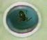 Frog being levitated (JPG)