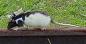 Remote-controlled rat (JPG)